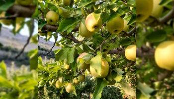 باغ سیب